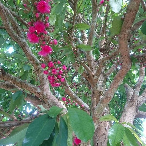 Syzygium malaccense Λουλούδι