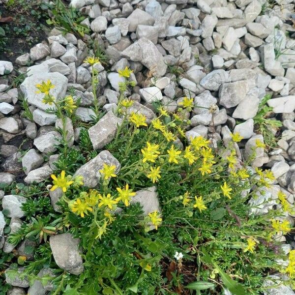 Saxifraga aizoides Flor