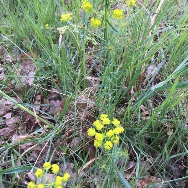 Euphorbia cyparissias List