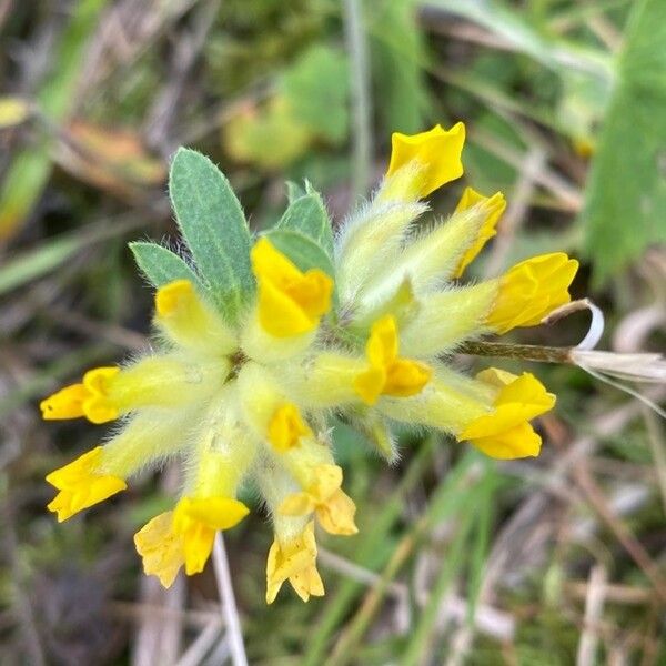 Anthyllis vulneraria Flower