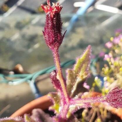 Gynura aurantiaca Flower