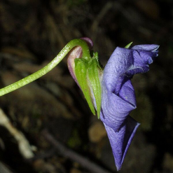 Viola pedata Kukka