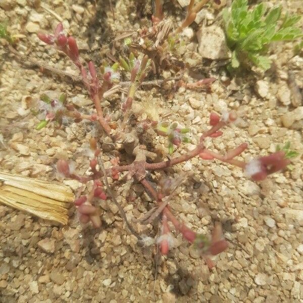 Portulaca foliosa Blad