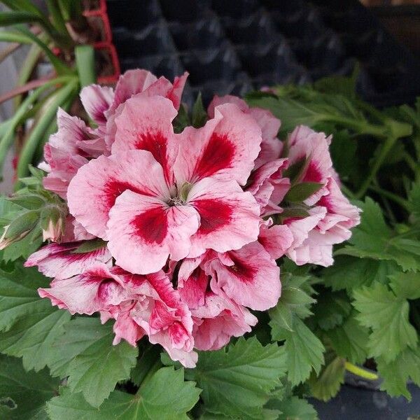 Pelargonium grandiflorum Цветок