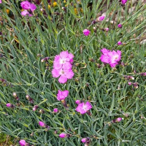 Dianthus gratianopolitanus Cvet