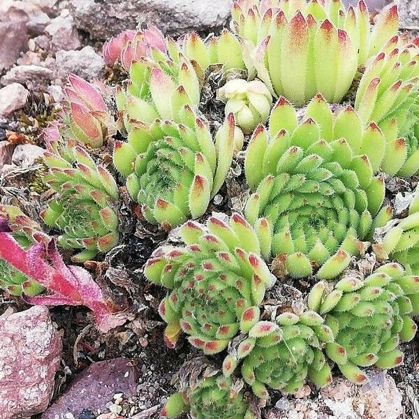 Sempervivum marmoreum Levél