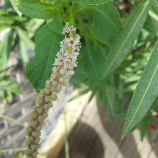 Phytolacca icosandra Floare