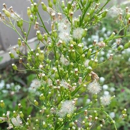 Erigeron canadensis Flower