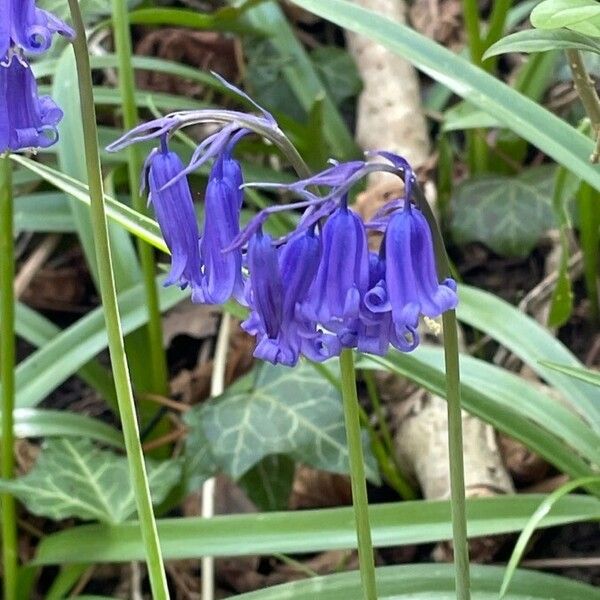 Hyacinthoides non-scripta Flor