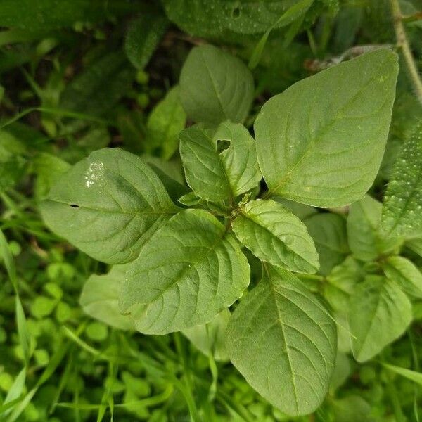 Amaranthus blitum Φύλλο