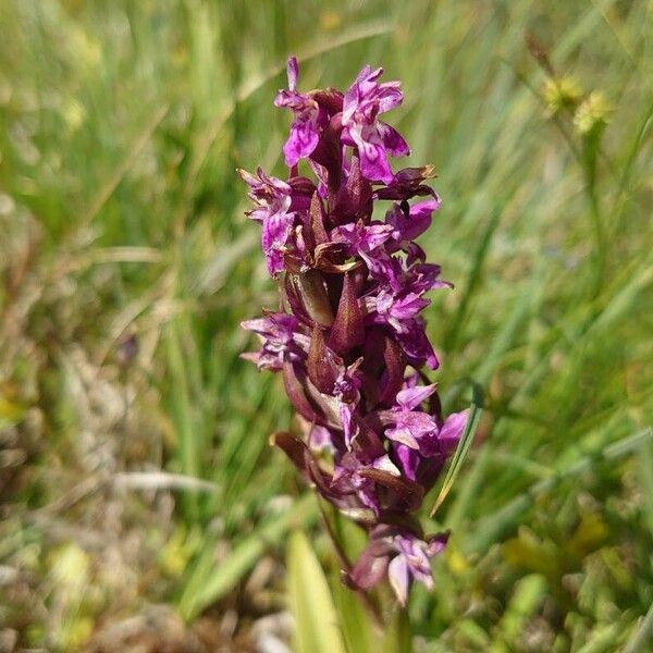 Dactylorhiza incarnata 花