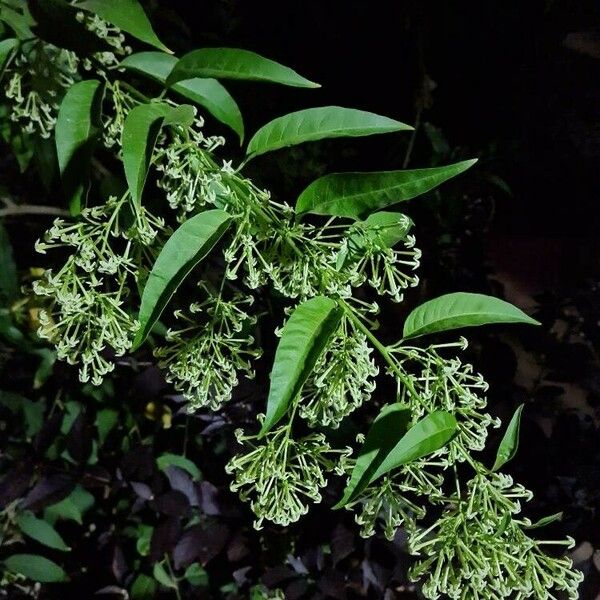 Cestrum nocturnum Цветок