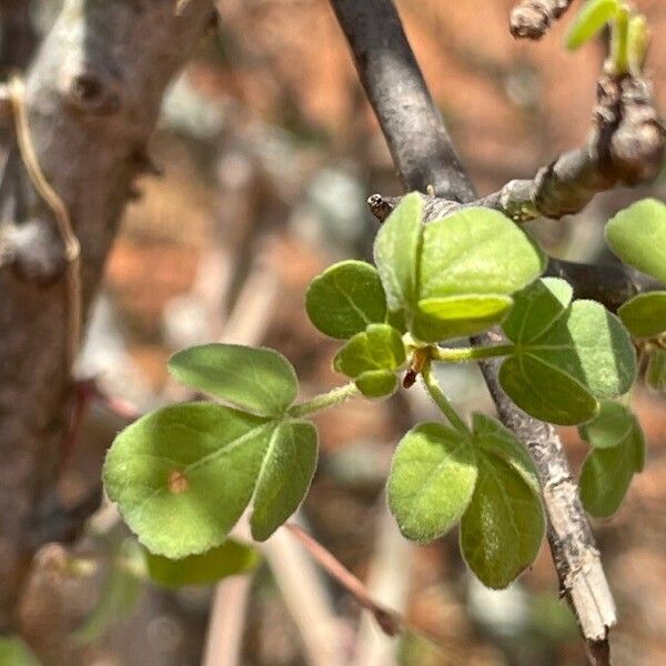 Commiphora kataf Blad