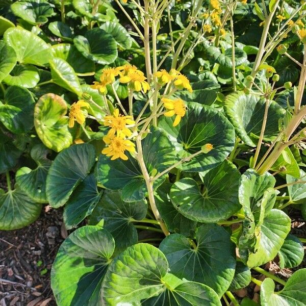 Farfugium japonicum Flower