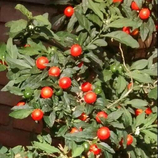 Solanum pseudocapsicum Fruto