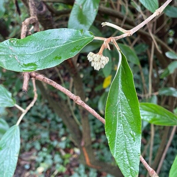 Viburnum rhytidophyllum Leaf