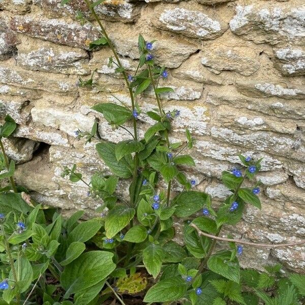 Pentaglottis sempervirens ശീലം