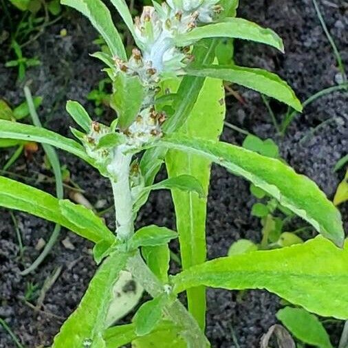 Gamochaeta purpurea Flower