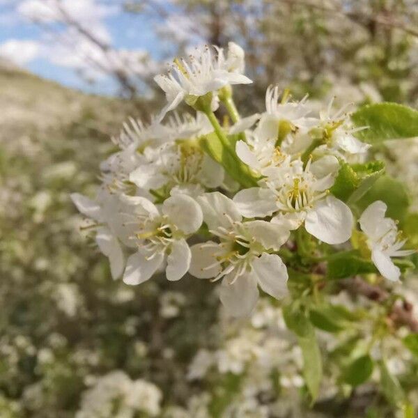 Prunus mahaleb Цвят