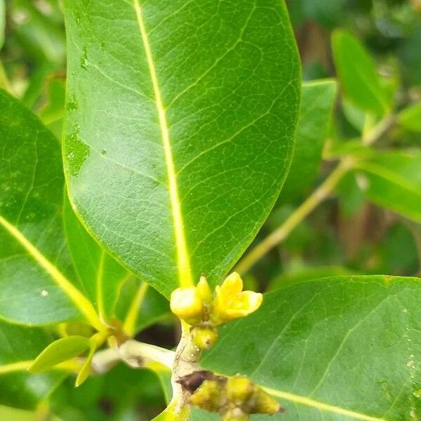 Avicennia marina Flower