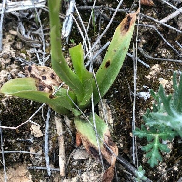 Orchis anthropophora Blatt