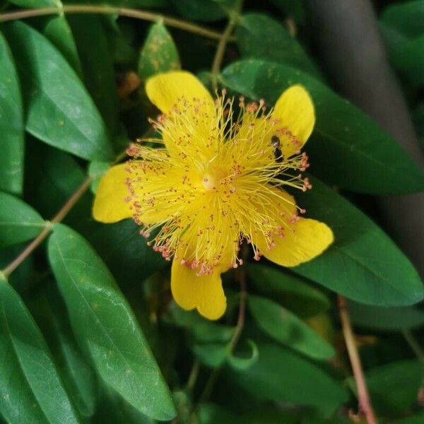 Hypericum calycinum Цвят