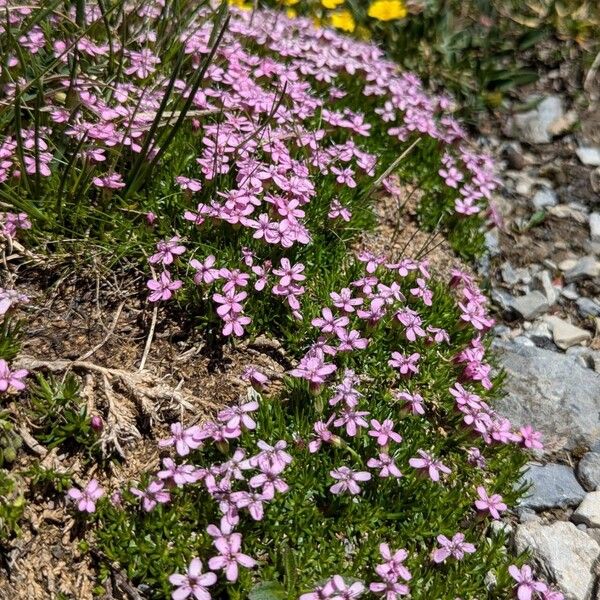 Silene acaulis Habit