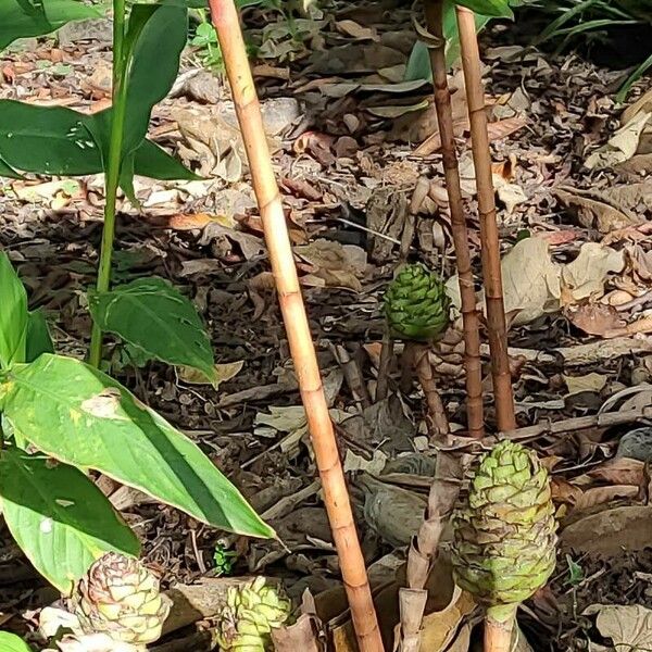 Costus dubius موطن