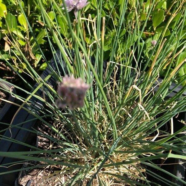 Allium schoenoprasum Leaf