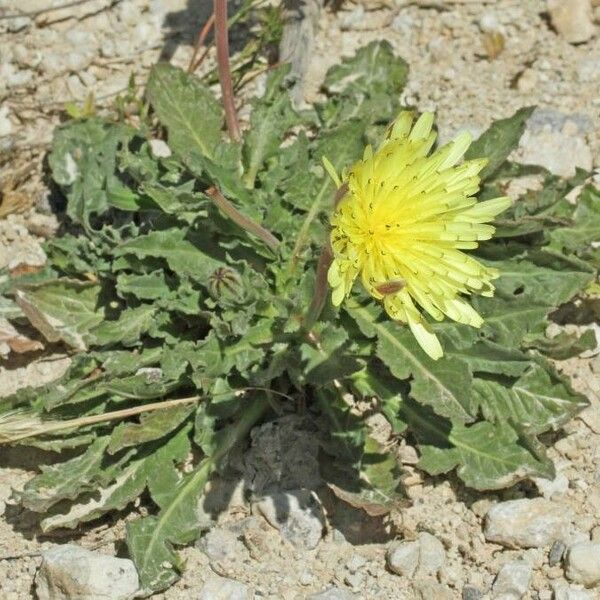 Urospermum dalechampii Flors