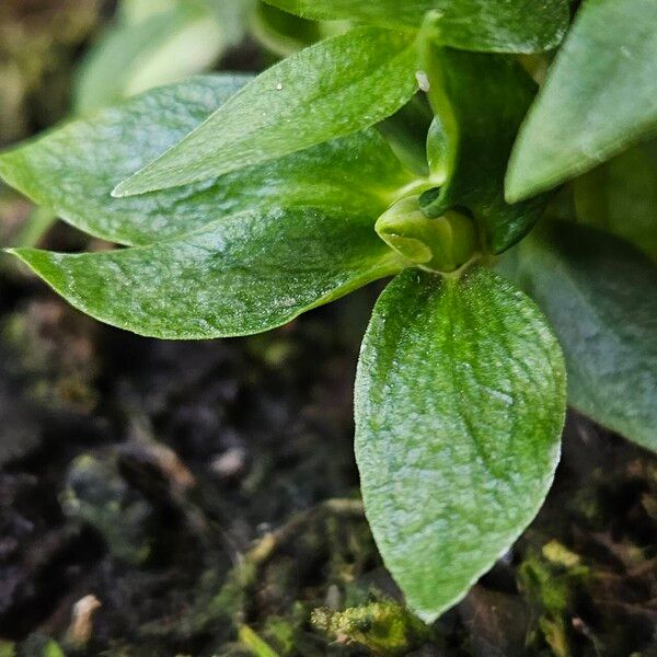 Gentiana scabra Lapas