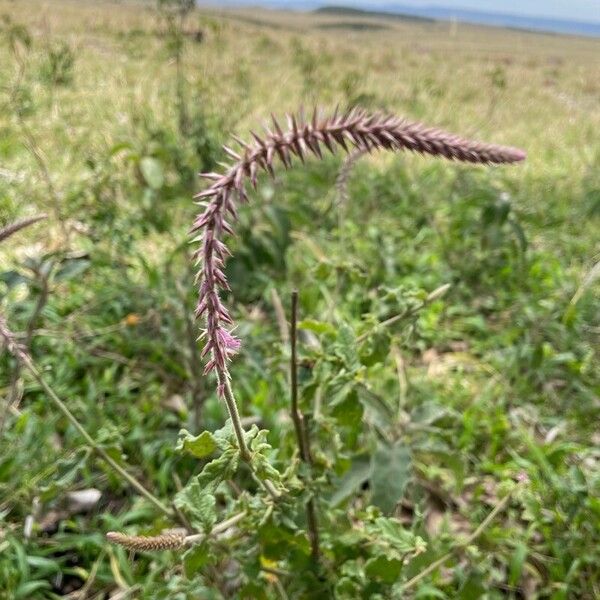 Achyranthes aspera Flor