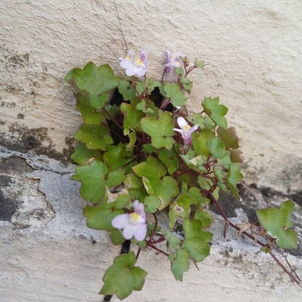 Cymbalaria muralis 整株植物