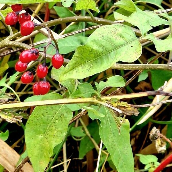 Solanum dulcamara Лист