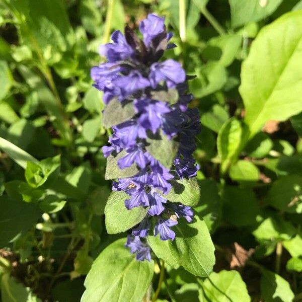 Ajuga genevensis Flor