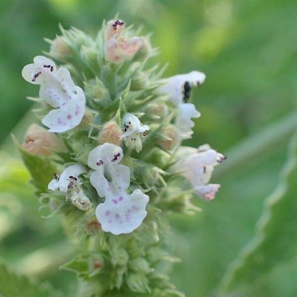 Nepeta cataria Кветка