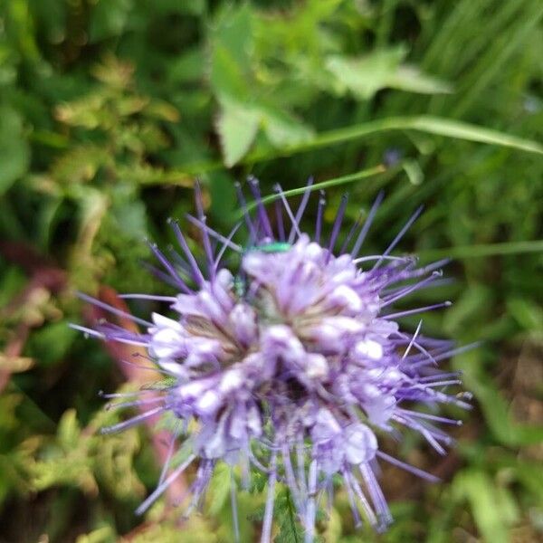 Phacelia tanacetifolia Цвят