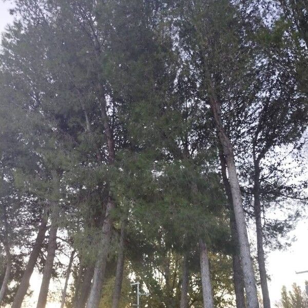 Pinus halepensis অভ্যাস