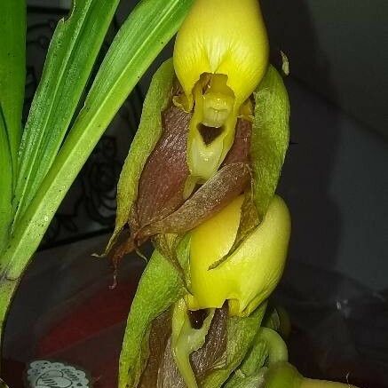 Catasetum maculatum Цвят