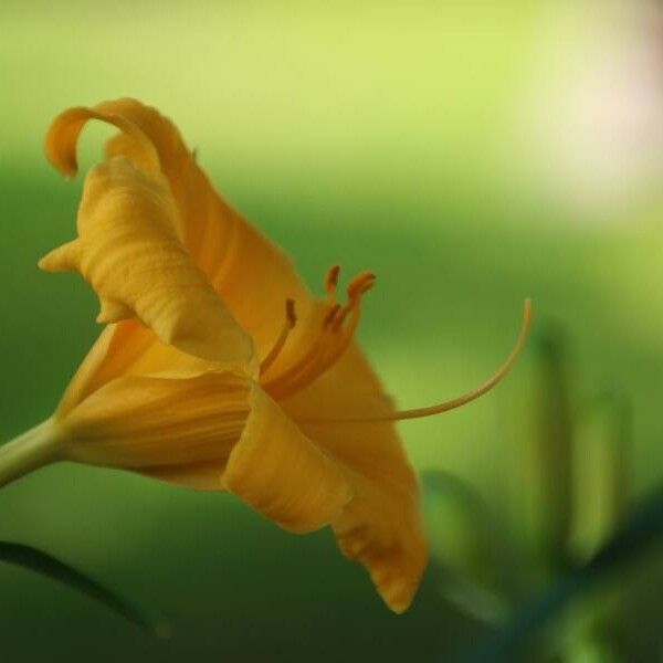 Hemerocallis lilioasphodelus Flower