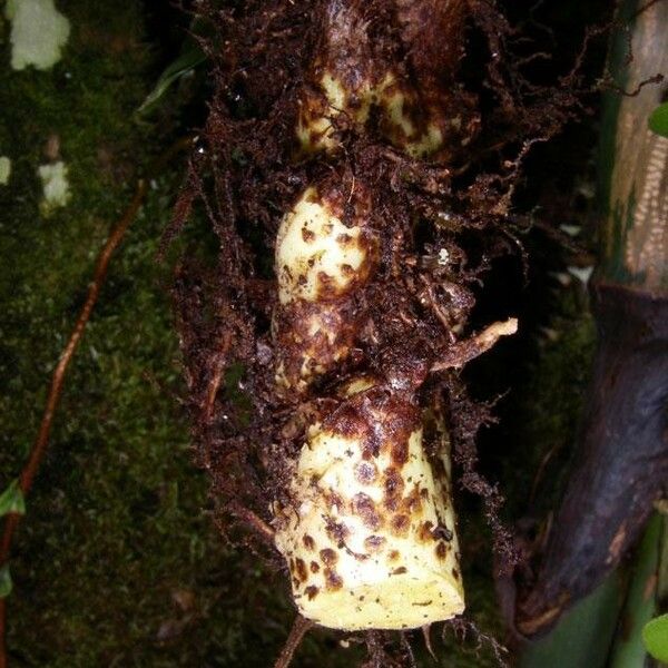 Serpocaulon triseriale Gyümölcs