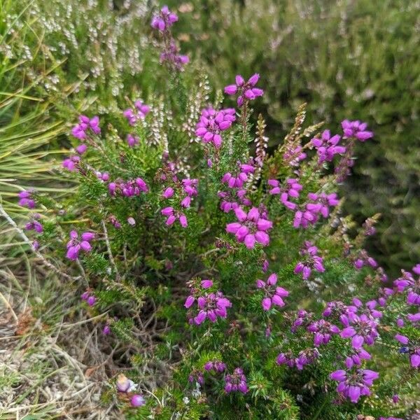 Erica cinerea Квітка