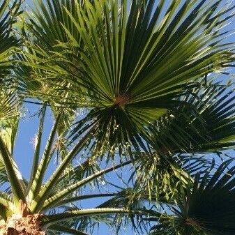 Chamaerops humilis Fulla