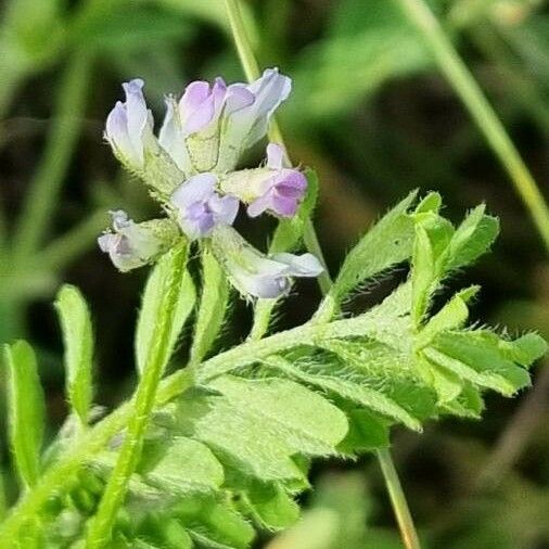 Biserrula pelecinus Flower