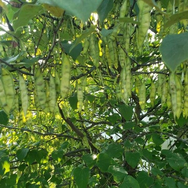 Cercis canadensis Fruit