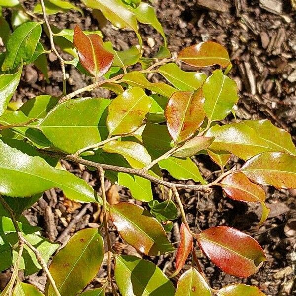 Camellia sinensis Blatt