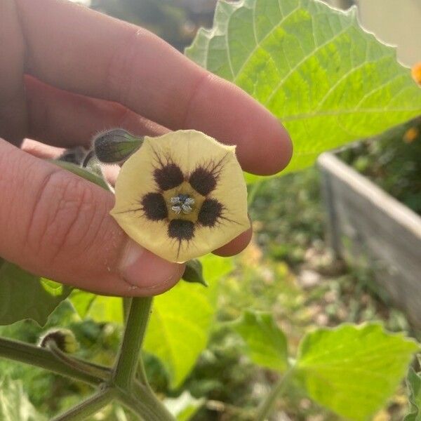 Physalis peruviana Flower