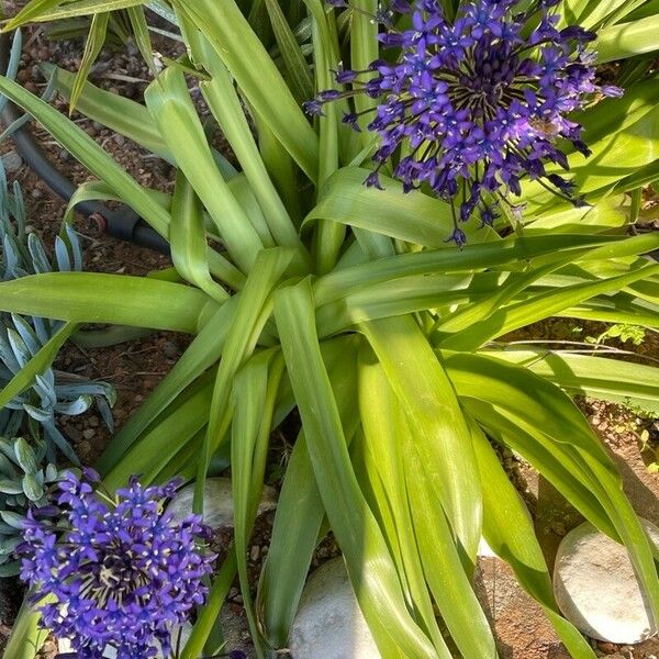 Scilla peruviana Flors