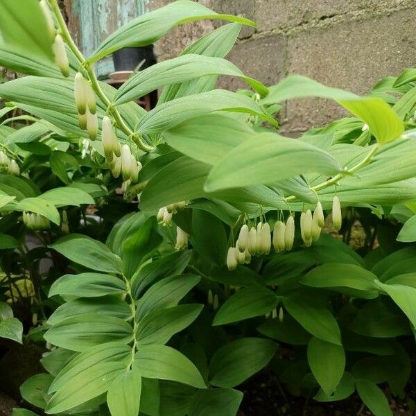 Polygonatum odoratum Лист