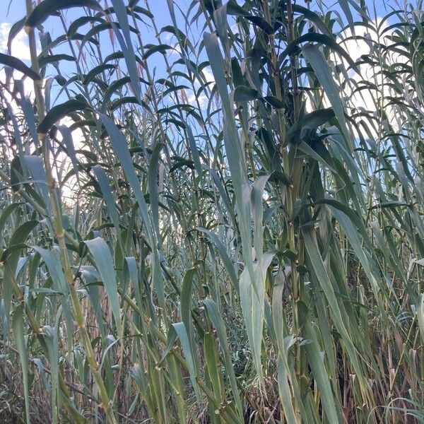 Arundo donax Deilen